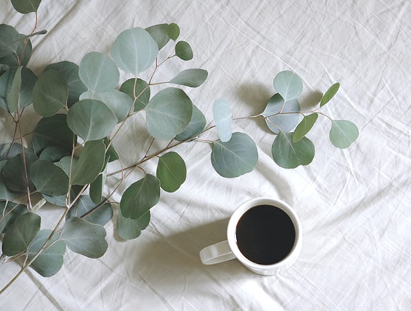 eucalyptus and tea