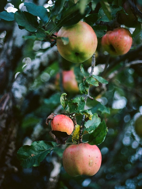apples on trees